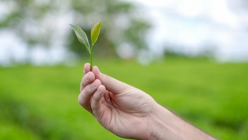 Misiones posee el 50 % de la superficie cultivada con té certificada bajo el esquema de agricultura sostenible