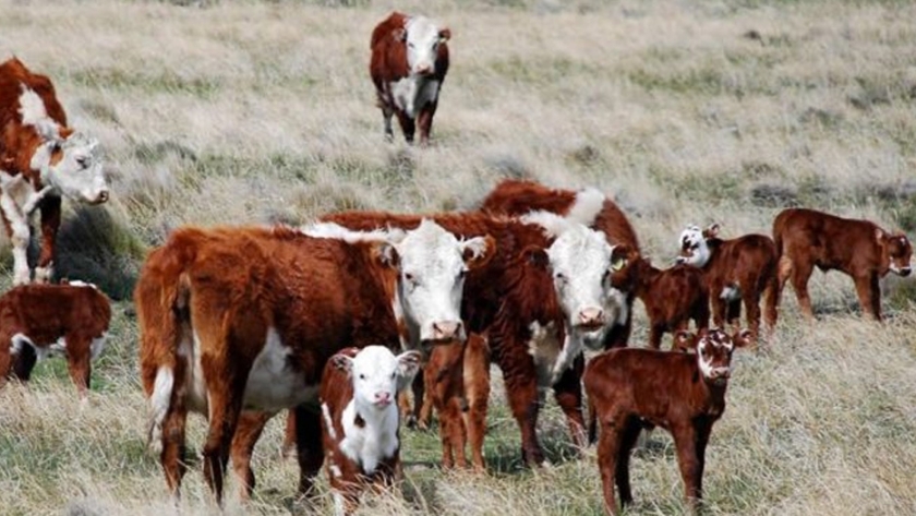 Declaran la emergencia agropecuaria en Mendoza y los productores suman beneficios