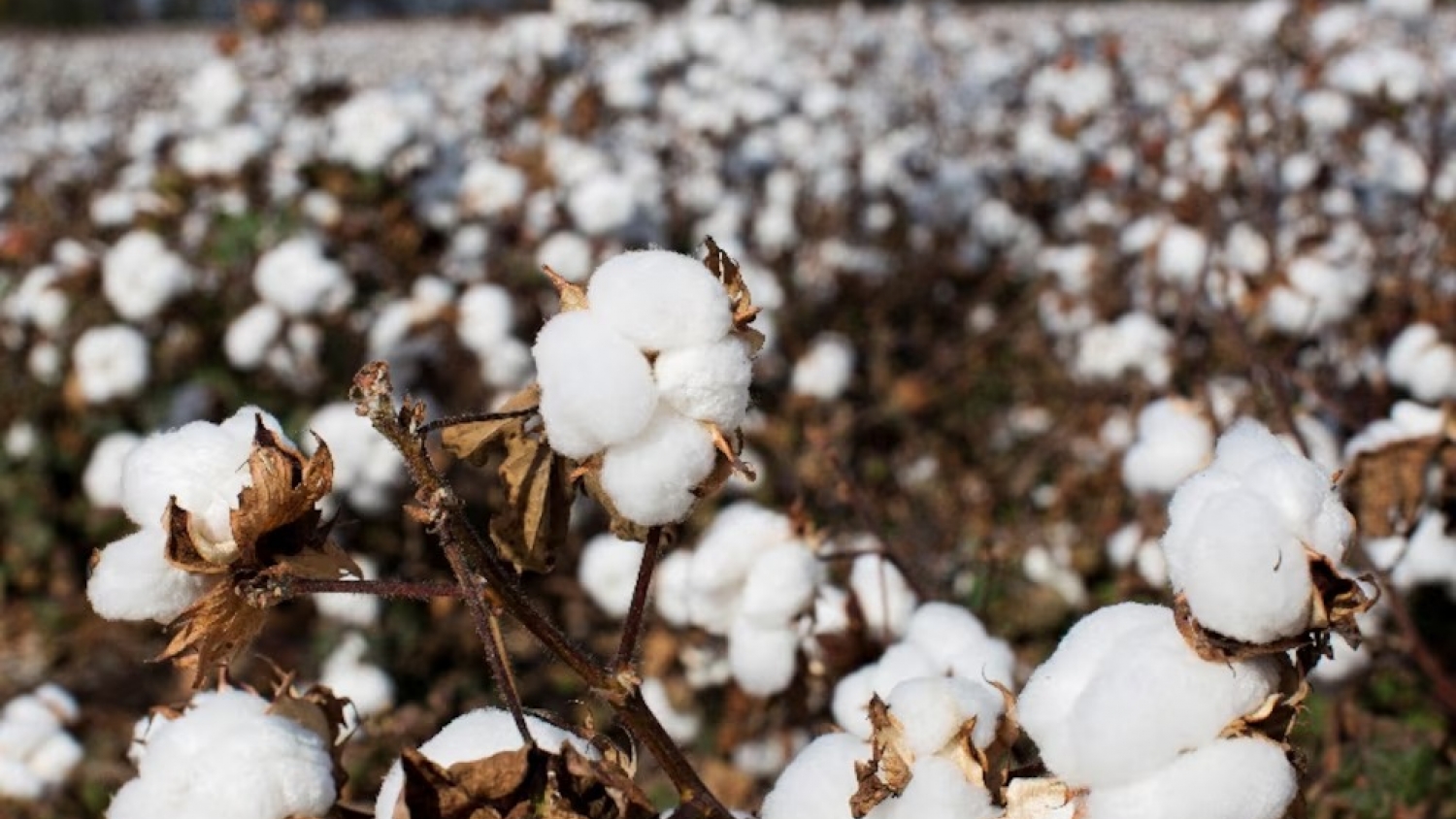 El algodón argentino suma una innovación que promete cambiar el cultivo