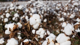 El algodón argentino suma una innovación que promete cambiar el cultivo