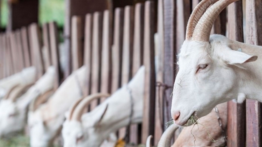 Entregan alimentos balanceados a productores para evitar abortos en cabras