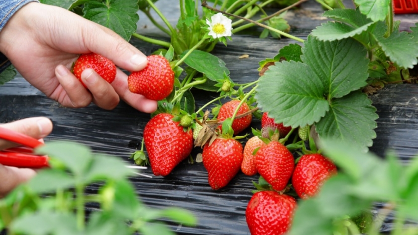 El laboratorio vegetal de Neuquén obtuvo certificación nacional