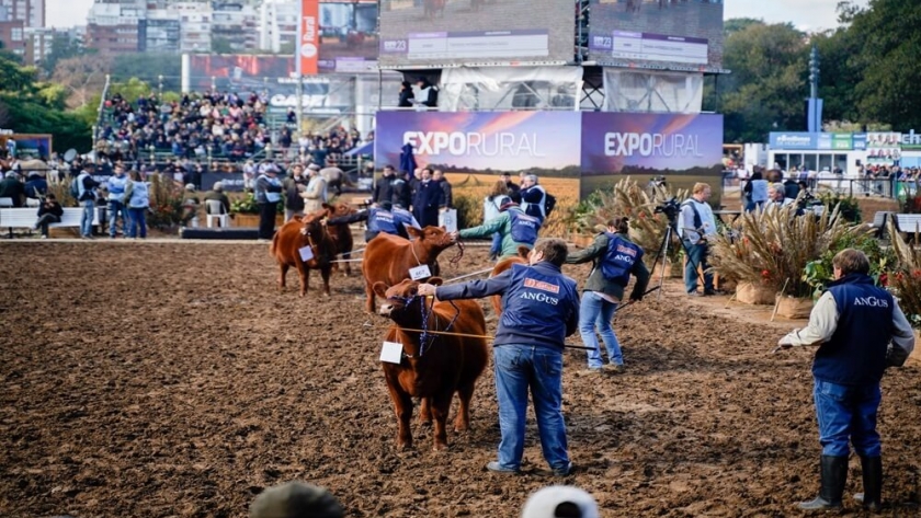 Con más de 1.000 animales, la genética bovina se prepara para jugar sus campeonatos en Palermo