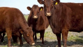 Se reglamentó el Régimen de Promoción de la Ganadería Bovina en Zonas Áridas y Semiáridas cinco años y medio después de haber sido creado