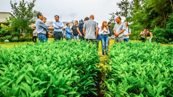 El té argentino se posiciona en el mundo con identidad propia