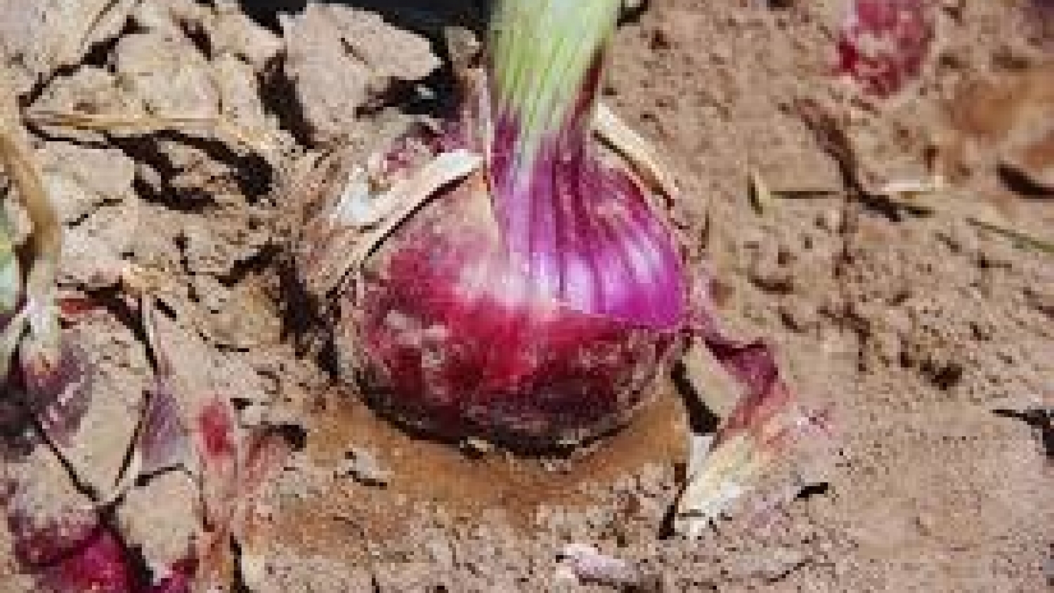 “Tinta INTA”, una nueva cebolla roja que apunta a mejorar el mercado en fresco