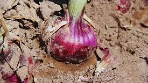 “Tinta INTA”, una nueva cebolla roja que apunta a mejorar el mercado en fresco