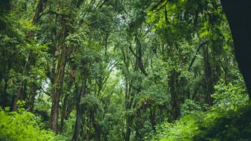 Convocatoria para presentar planes de conservación de bosques nativos