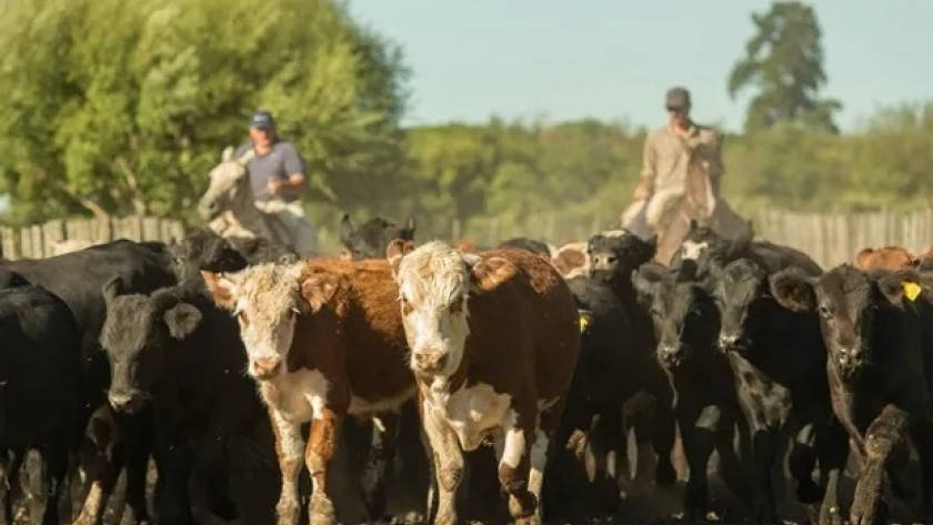 La zafra de terneros se adelantó, pero todavía hay animales: subastan 17.000 cabezas con gran genética