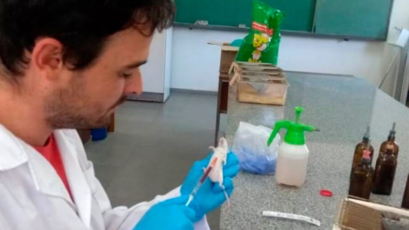 Nanogel, la alternativa que estudian INTA y Conicet para prevenir infecciones porcinas y equinas
