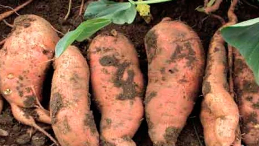 Estudian cómo producir mejores batatas en el país