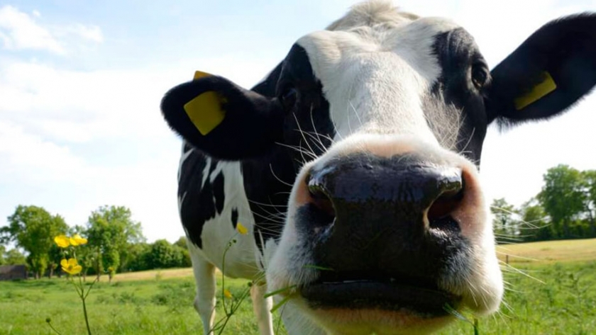 Fertilizante dorado: así convierten la orina de vaca en un abono de éxito mundial