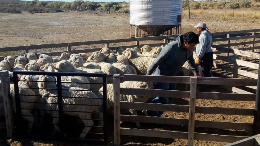 Región Sur: positivo impacto en la economía de organizaciones de productores 