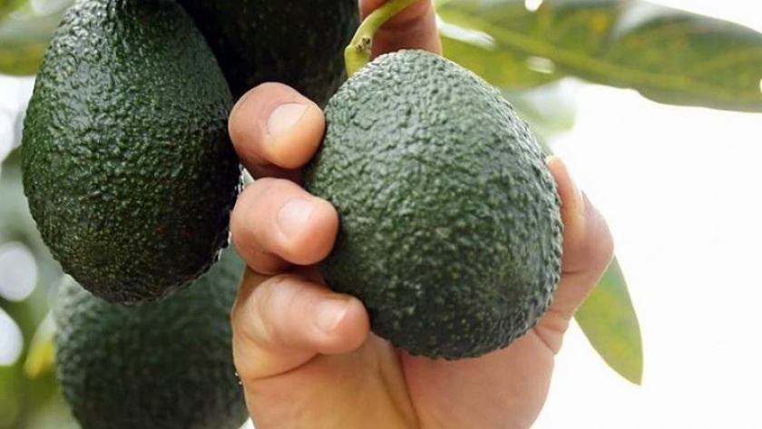 Palta: los beneficios y propiedades de un cultivo que marca tendencia