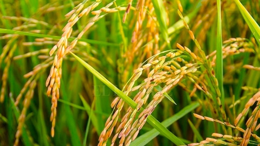 Crean un producto con desechos de producción de arroz que antes se importaba