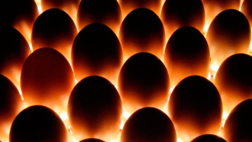 Evaluación de métodos alternativos para la desinfección de los huevos para incubar