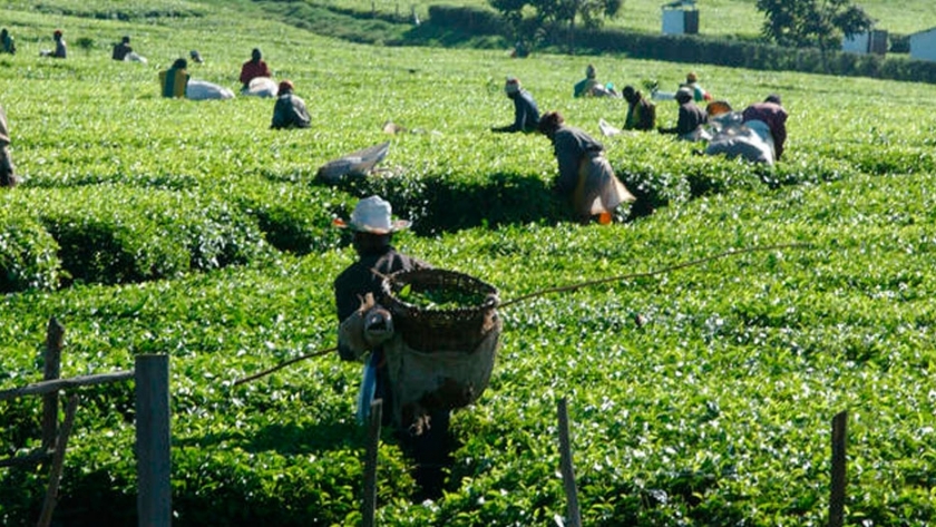 El consumo y la producción mundial de té, impulsados por la fuerte demanda en China y la India