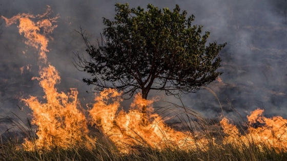 Incendios en Córdoba: diputado propone penas más severas para los responsables