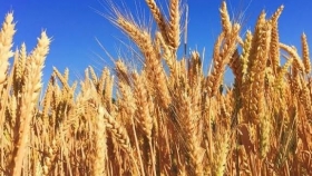 Por qué Argentina importó por primera vez trigo desde Paraguay pese a una cosecha récord