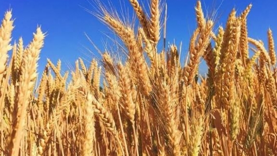 Por qué Argentina importó por primera vez trigo desde Paraguay pese a una cosecha récord