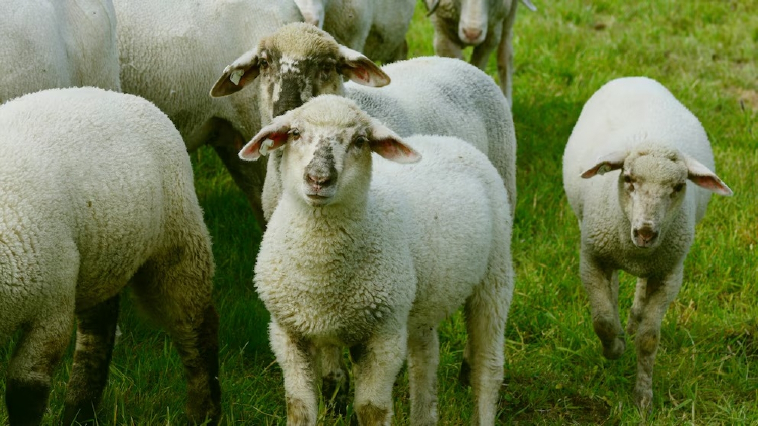 Entre señales y calma: la técnica patagónica que redefine el manejo ovino