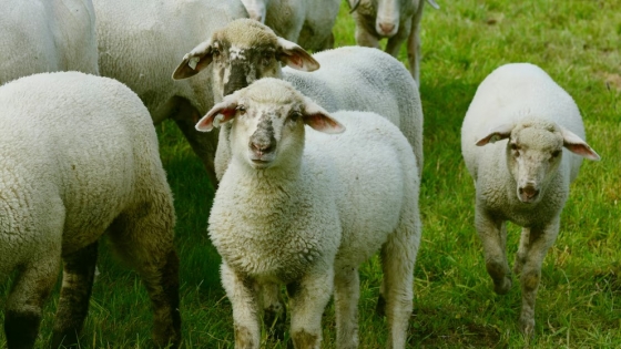 Entre señales y calma: la técnica patagónica que redefine el manejo ovino