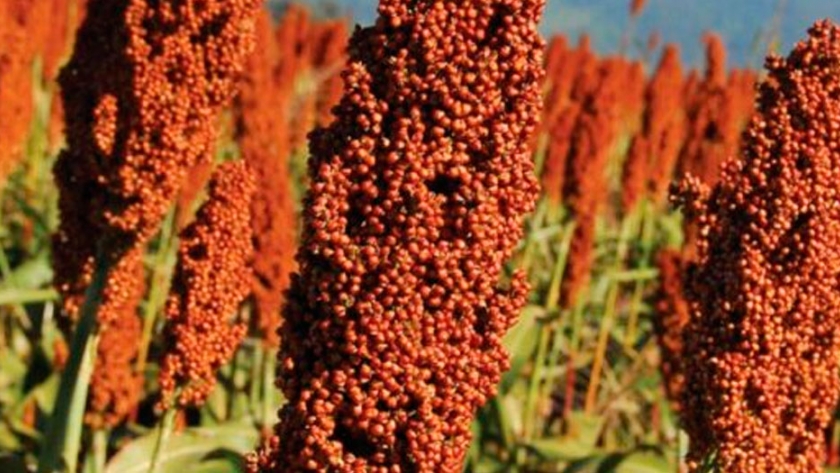 Sorgo: la buena expectativa de rindes sostiene la estimación de producción de 3 millones de toneladas