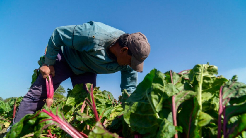 Soberanía alimentaria: Agricultura destinarán más de $100 millones a 336 familias