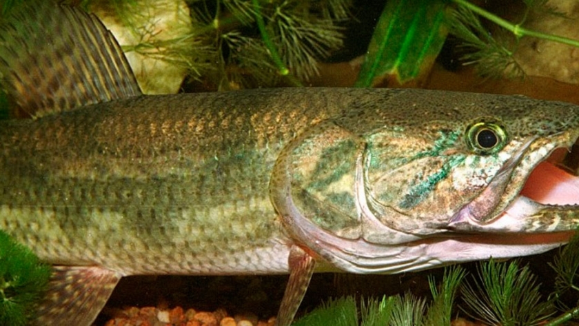 Pesca de Tararira o Tarucha (Hoplias malabarícus)