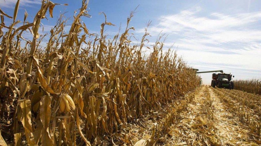 ¿Cómo viene la cosecha gruesa en La Pampa, San Luis, Santiago del Estero y Tucumán?