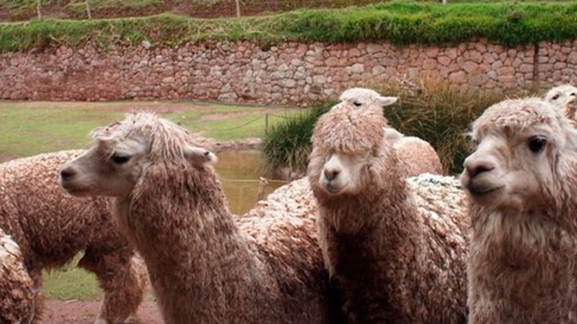 Llamas y alpacas