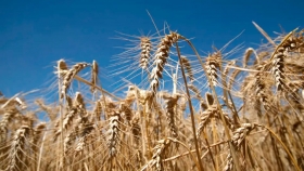 Fertilización intensiva del trigo