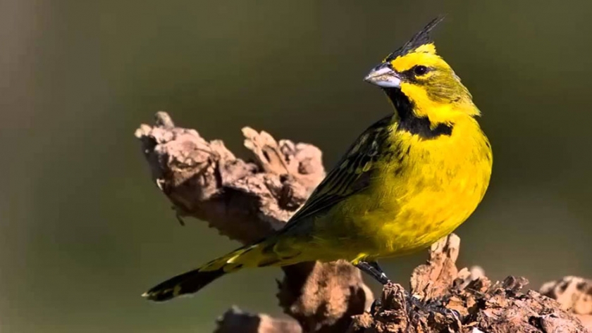 Alianza cardenal amarillo: se reinsertaron 27 ejemplares en el sur de la provincia de Buenos Aires