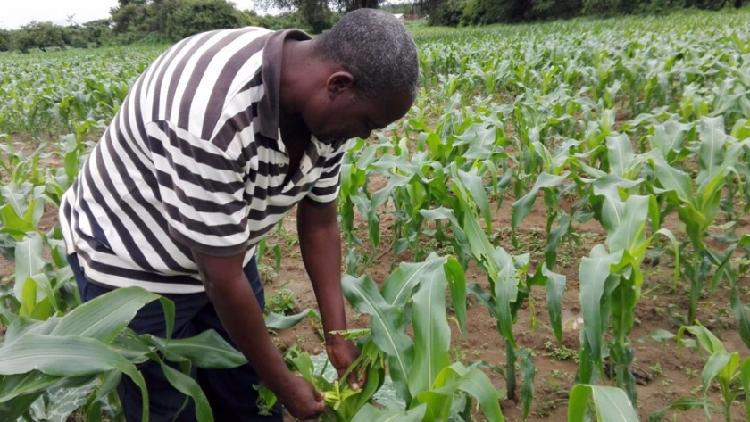 Aumentan las nuevas empresas africanas de tecnología agrícola y alimentaria 