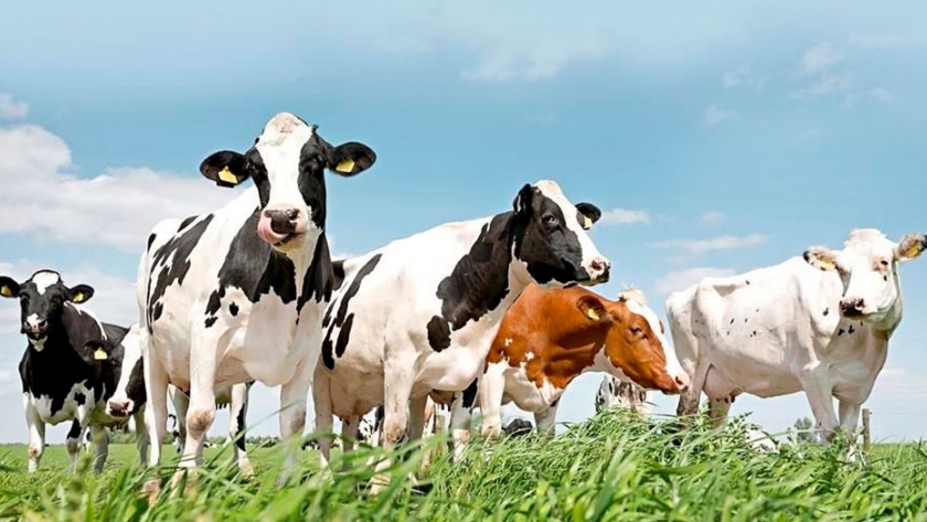 El impacto del estrés calórico durante el período de vaca seca