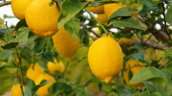 Tucumán, el corazón productor de limones en Argentina