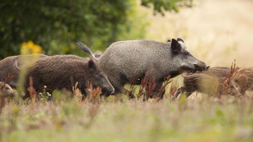 Especies invasoras: en el NEA y el Litoral, piden frenar a jabalíes, chanchos asilvestrados y ciervos axis