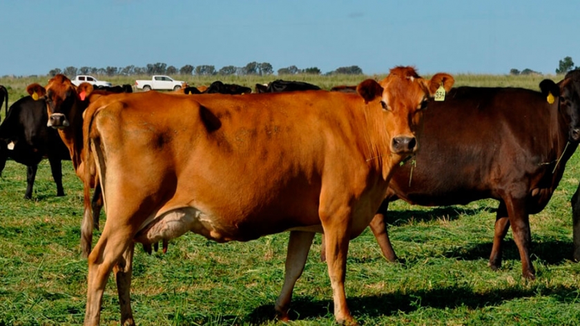 Con escasas lluvias, la cuenca lechera bonaerense que sobresale por los tambos pastoriles y la leche de alta calidad