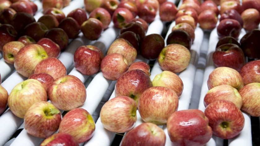 Peras y manzanas a Brasil: Buenos frutos en el control de la carpocapsa en Patagonia norte