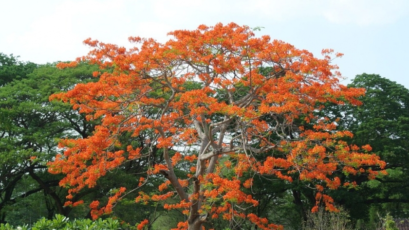 El calor y la sequía disminuyen el crecimiento de los árboles tropicales