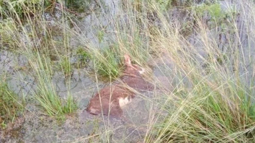 Vacas con partos en el agua y terneros ahogados: el duro relato y las imágenes de productores correntinos que sufren inundaciones en pleno fenómeno Niño