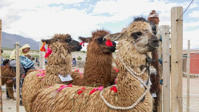 Catamarca en el año Internacional de los Camélidos