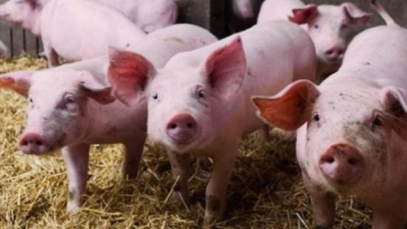 China evalúa financiar proyectos argentinos de granjas porcinas a pagar con carne de cerdo