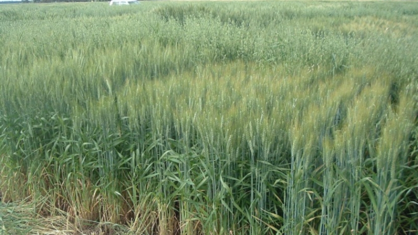 Cultivares de trigo son analizados para que puedan competir contra malezas resistentes