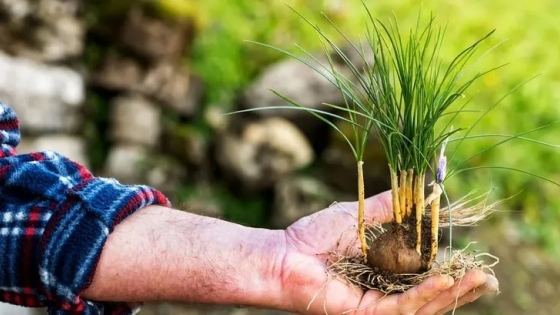 Azafrán en la Patagonia: un cultivo con gran potencial que busca consolidarse