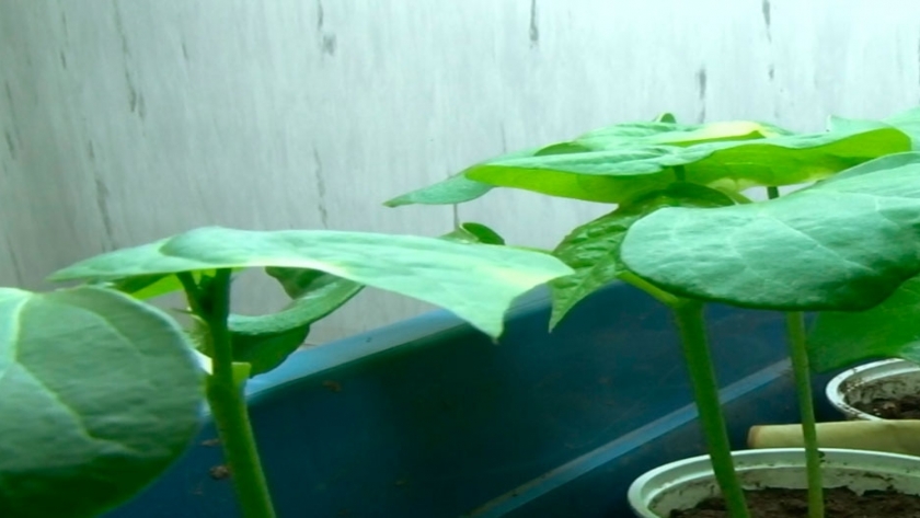Algodón transgénico, un hito científico logrado por el Inta Saenz Peña