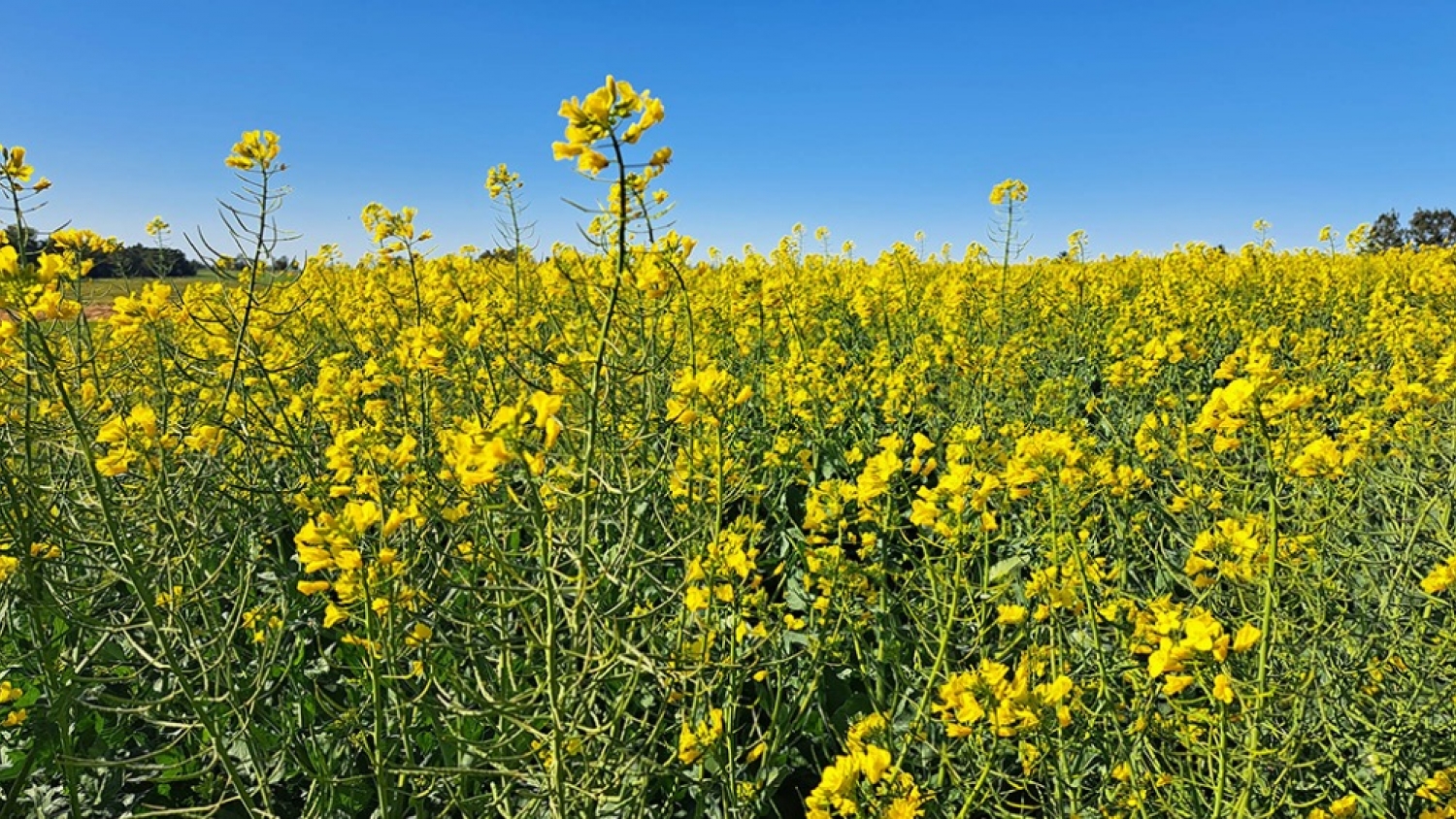 Nueva herramienta permite medir la huella de carbono en colza y carinata con datos argentinos