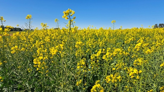 Nueva herramienta permite medir la huella de carbono en colza y carinata con datos argentinos