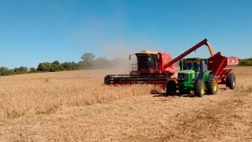 La maquinaria evoluciona, pero el problema persiste: la pérdida por cosecha en soja alcanzó los 120 kilos por hectárea