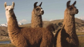 Producción e inversión en llamas